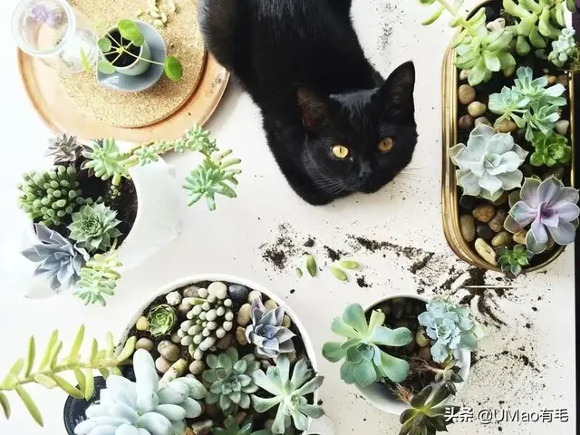 养猫家庭不配拥有植物？！其实，这些植物可以有！