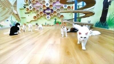 河南小伙收养40多只流浪猫，自费30余万打造梦幻猫城堡
