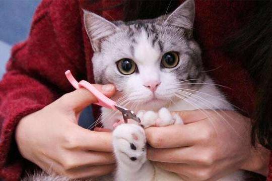 如何给猫咪“剪指甲”？收下这份攻略，养猫更轻松