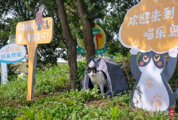 流浪猫有家了，上海首个流浪猫管理中心成立，退役警犬开放领养