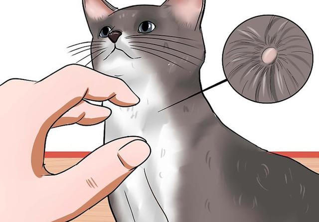 猫咪体检预约难还怕错过？学会七种方法，在家也能为爱猫检查身体