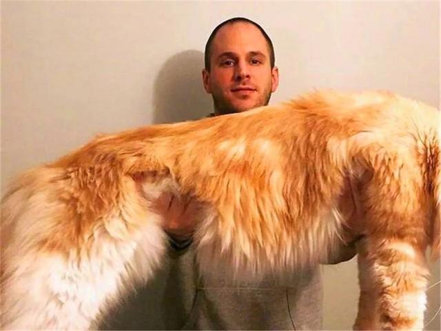 铲屎官将养猫当成事业，成功收获两百斤肥猫，每晚被猫当床垫！