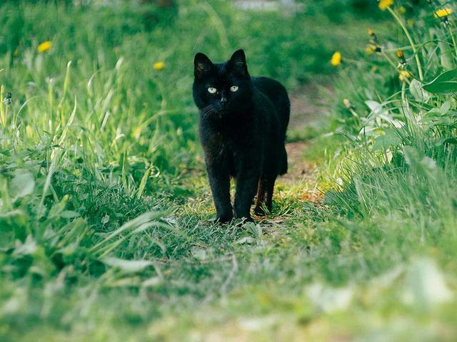 老人总说，养猫别养“黑的”，背后的真相到底是什么？