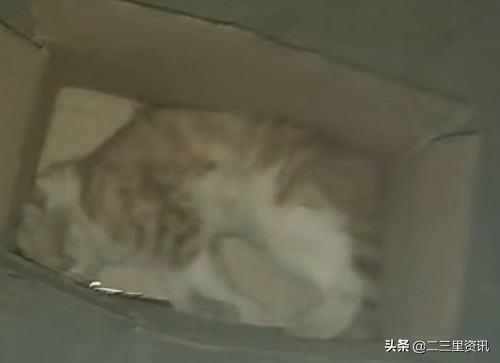 流浪猫被收养一个礼拜离奇坠楼！沈阳志愿者索要猫咪被要赔偿
