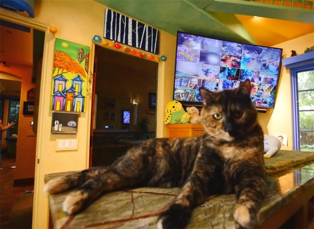 土豪壮汉养22只猫咪，为猫主子将别墅变成猫乐园，网友：太治愈了
