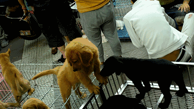 逛西安最大的露天宠物市场，有不能说的秘密！