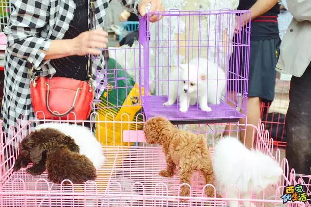 逛西安最大的露天宠物市场，有不能说的秘密！