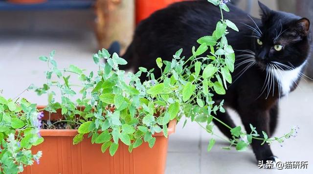 谁说养猫就不能养绿植？这些放心养