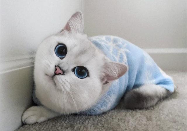 辟谣，猫咪白毛蓝眼就定是先天耳聋？并非如此，白猫也能很健康