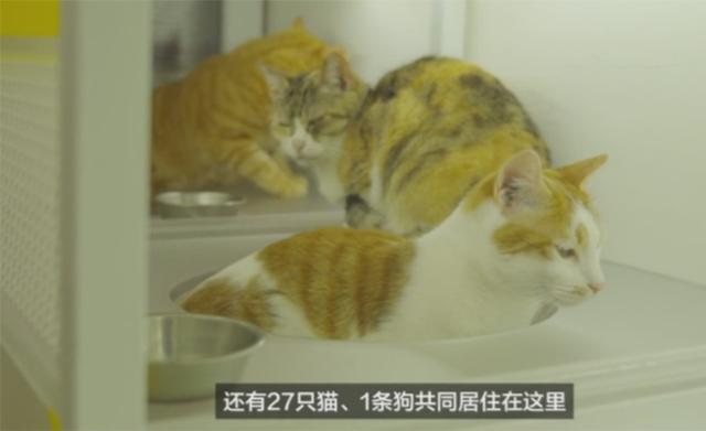 上海阿姨住50平公寓，却收养了27只流浪猫！为了喵子们大改造