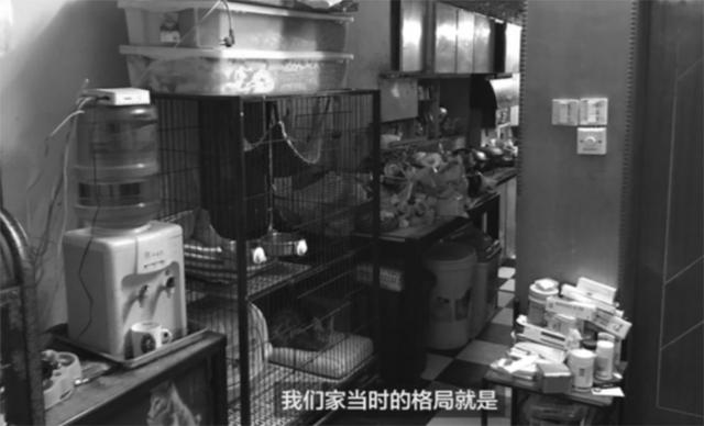 上海阿姨住50平公寓，却收养了27只流浪猫！为了喵子们大改造