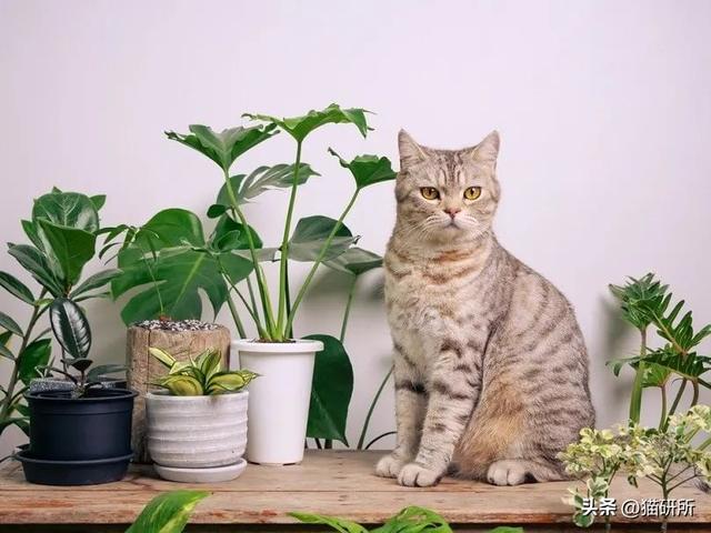 谁说养猫就不能养绿植？这些放心养