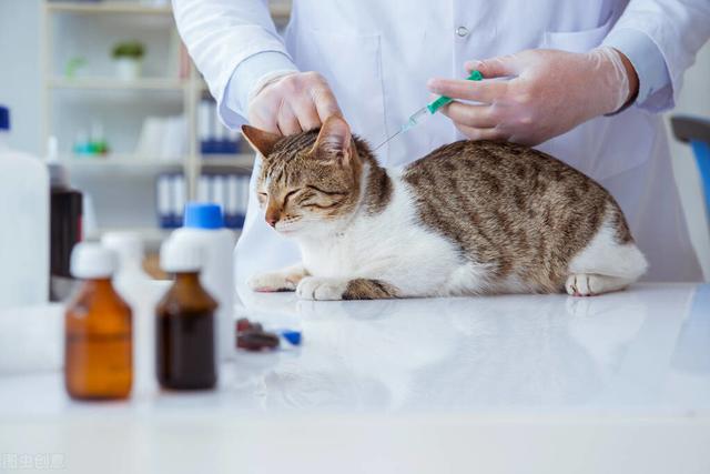 猫咪要打疫苗？兽医：不但要打，而且细节还有讲究的