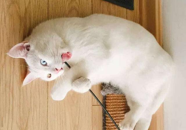 辟谣，猫咪白毛蓝眼就定是先天耳聋？并非如此，白猫也能很健康