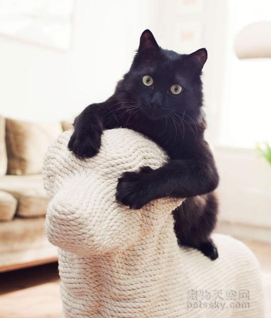 家里的猫咪喜欢挠沙发，该怎么办？