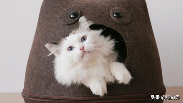 新手养猫攻略：第一次养猫需要了解什么？需要准备什么？