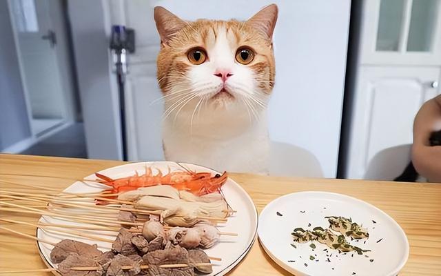 给猫咪吃很多是大错！教你8招，这样“喂养”健康又长寿