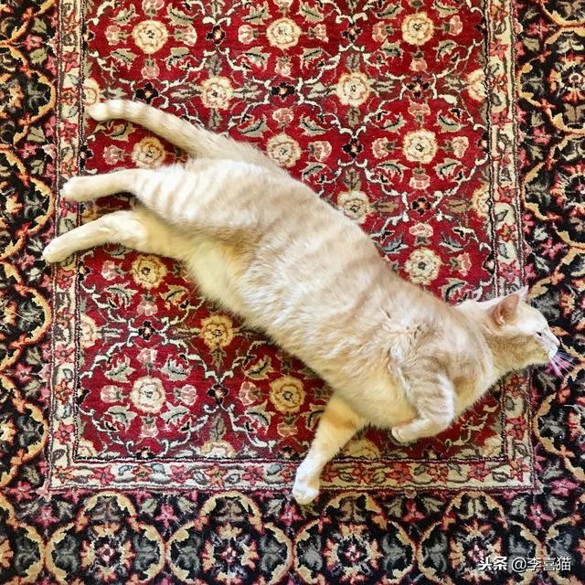 不想让猫咪睡地毯就要给它提供更多舒适小窝，这就是质量守恒定律