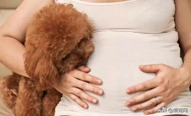 饲养宠物会影响孕妇和胎儿？真正影响的不是宠物而是这些