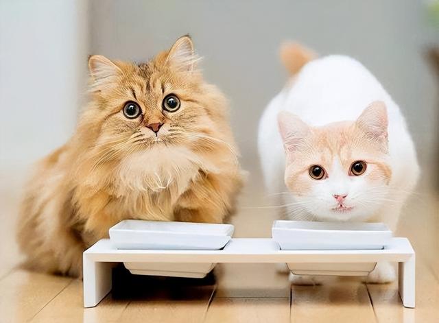 给猫咪吃很多是大错！教你8招，这样“喂养”健康又长寿