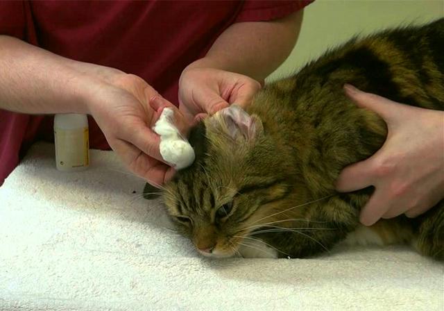 辟谣，猫咪体检只能靠兽医处理？不必等，其实基础检查在家就能做