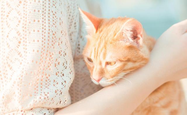 小猫能吹空调吗？夏天应该怎么养猫呢？