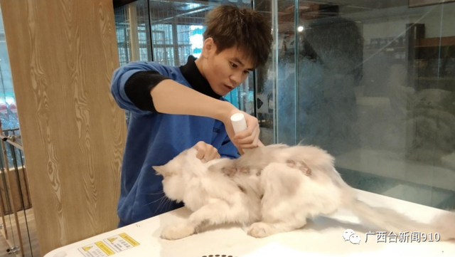 桂林猫王子的烦恼：收养上百只流浪猫，谁来一起喵喵喵喵喵