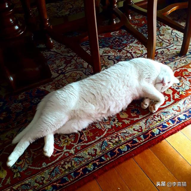 不想让猫咪睡地毯就要给它提供更多舒适小窝，这就是质量守恒定律
