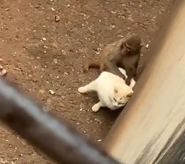 猴猫和谐共处真相曝光！昆明动物园更多黑料被曝，疑员工喜欢虐猫
