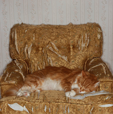 养猫之后，家中的沙发、家具被挠怎么办？