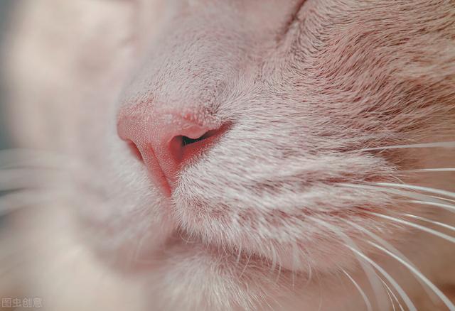 猫咪得了猫鼻支鼻子会不会疼