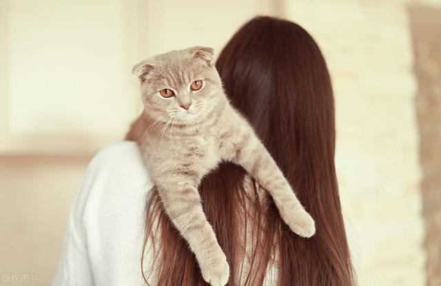 为什么女生喜欢养猫？