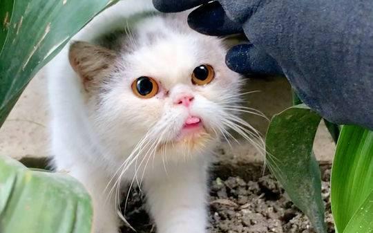 探访流浪猫救助平台“和猫住”：一年救助超300只流浪猫，背后也有纠结和痛苦