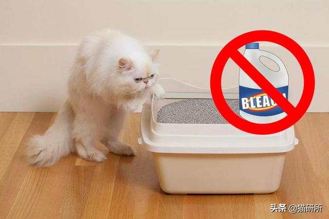 别让消毒变中毒，养猫家庭慎用含这4种成分的消毒液！