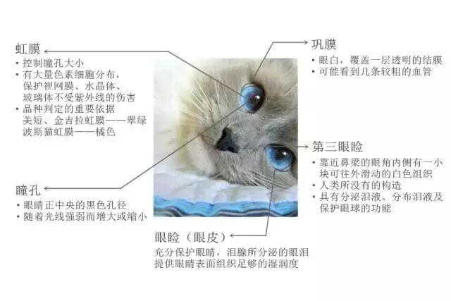 猫咪常见眼睛疾病及护理