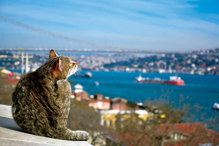 旅城｜爱猫之城——伊斯坦布尔的猫文化
