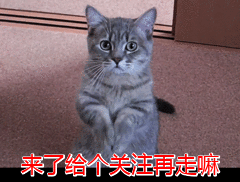 在中国猫咪最多的城市在哪？