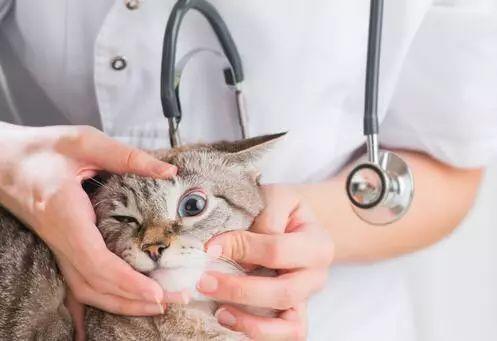猫咪常见眼睛疾病及护理
