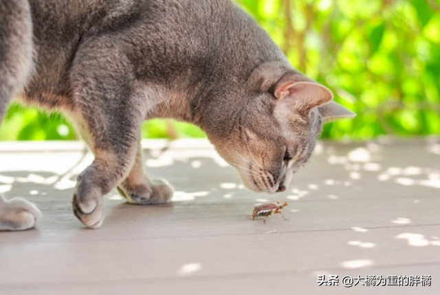 有猫的地方没蟑螂？猫咪可是“蟑螂猎手”，只要你不嫌邋遢就行