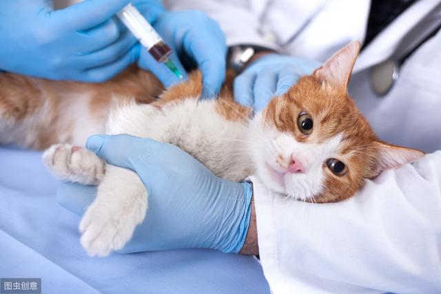 养猫疫苗怎么打？关于猫咪疫苗你必须知道的，宠物医生来告诉你