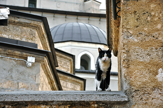 旅城｜爱猫之城——伊斯坦布尔的猫文化