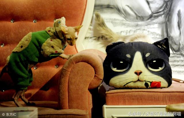 教你一招培养猫咪不抓沙发的好习惯！