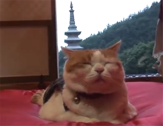 佛系猫咪？流浪猫被寺庙僧人救了之后，竟在佛像面前“诵经念佛”
