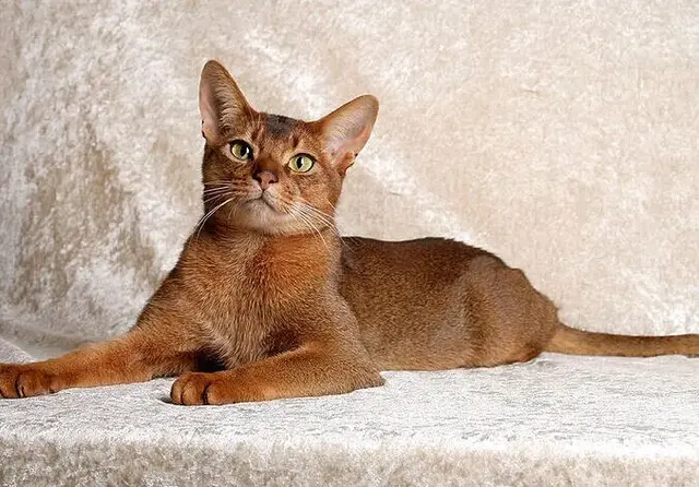 来历不明的阿比西尼亚猫：古老神秘，叫声悦耳，传说它是神猫后裔