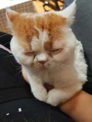 北京领养猫的网站(北京猫咪领养)