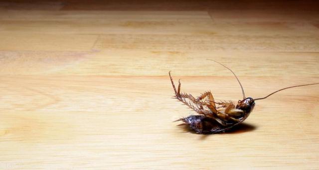 为什么养猫的家里蟑螂越来越多？养猫有蟑螂怎么处理？