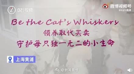 上海一男子开月租5万猫咖收养流浪猫