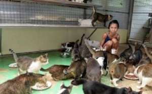 新加坡领养猫咪(新加坡女子收养数百只流浪猫，给它们买猫粮，自己却饿到皮包骨)