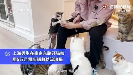 上海一男子开月租5万猫咖收养流浪猫