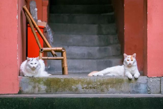 中国南北各地的猫有区别吗？有，还不小